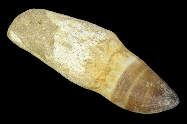 Fossil Rooted Mosasaur (Prognathodon) Tooth - Morocco #116909